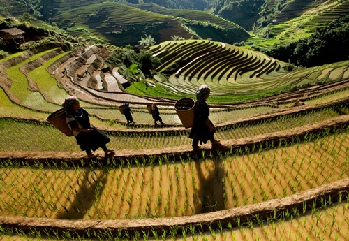 ruộng bậc thang Mù Cang Chải